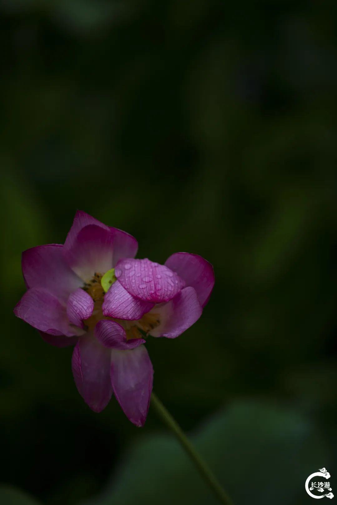DƬ